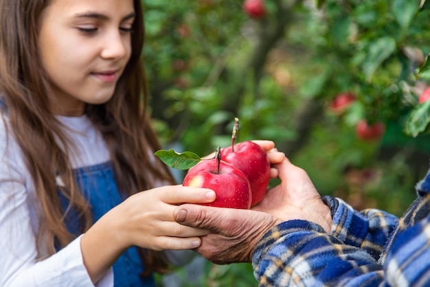 Kind en grootmoeder oogsten appels in de tuin selectieve aandacht