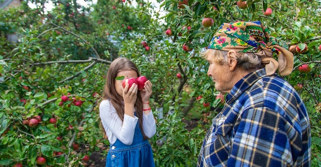 Kind en grootmoeder oogsten appels in de tuin Selectieve aandacht