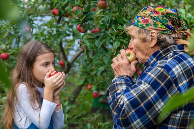 Kind en grootmoeder oogsten appels in de tuin Selectieve aandacht