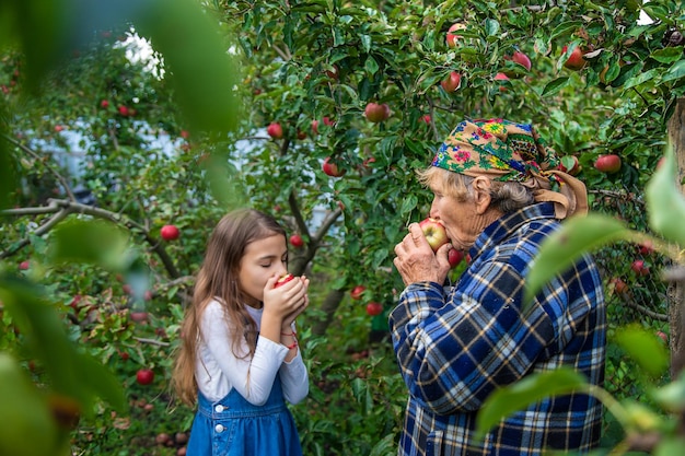 Kind en grootmoeder oogsten appels in de tuin Selectieve aandacht