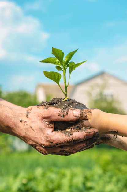 Kind en vader planten in de tuin.