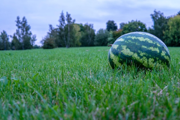 Kind fruit babyvoeding persoon mode zomer meisje achtergrond familie ontwerp water kind