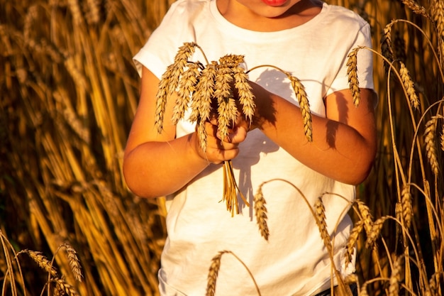 Kind in een tarweveld knuffelen een graanoogst. Natuur, Selectieve focus