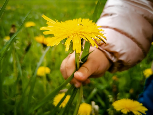 Kind scheurt gele bloeiende paardebloemen in groen gras close-up kinderhand verzamelt bloemen in a