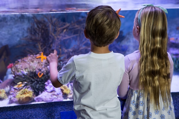 Kinderen die zeester in tank bekijken