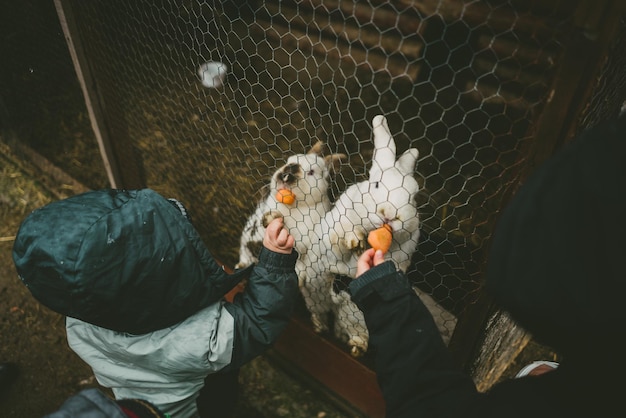 Kinderen geven wortels aan konijnen in een kooi