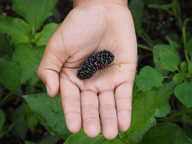 Kinderen hand met moerbei fruit