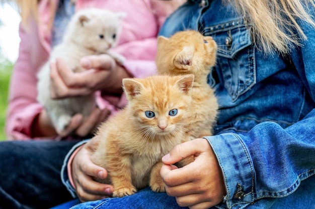 Kinderen houden drie schattige kleine kittens rode en witte kittens in de armen van meisjes in de tuin