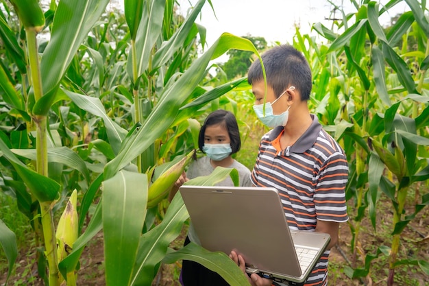 Kinderen leren en werken op een biologische boerderij met maïs of maïs op het platteland