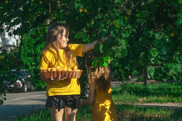 kinderen oogsten abrikozenfruit van een boom bij het huis