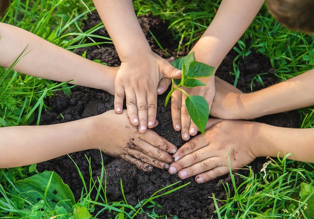 Kinderen planten planten in de tuin. Selectieve aandacht.