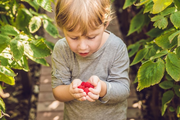 Kinderen plukken frambozen kinderen plukken vers fruit op biologische frambozen boerderij kinderen tuinieren en