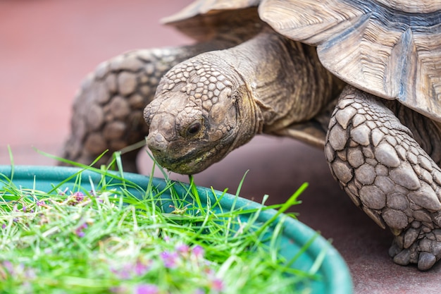 Kinderen voeden schildpad in EDINBURGH VLINDER en INSECT WERELD. Geselecteerde focus