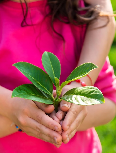 Kinderen zorgen voor de natuurboom in hun handen Selectieve focus