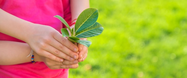 Kinderen zorgen voor de natuurboom in hun handen Selectieve focus