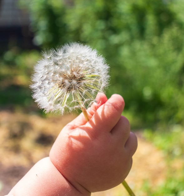 Kinderhand die een bloem geeft