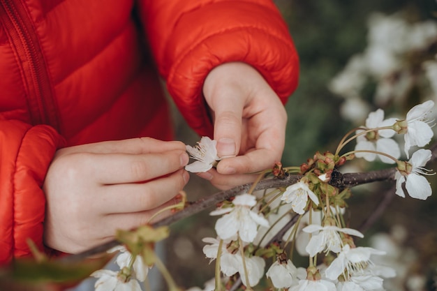 kinderhanden houden in het voorjaar een kersenbloesem vast