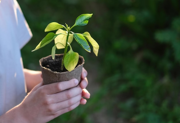 Kinderhanden met een jonge plant op natuurlijke groene achtergrond milieuzorg