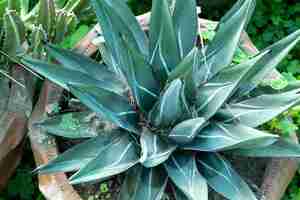 Photo king of agaves cactus plant closeup