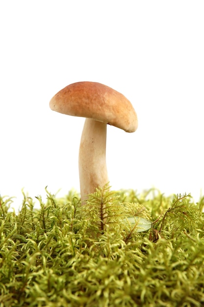 왕 boletus edulis