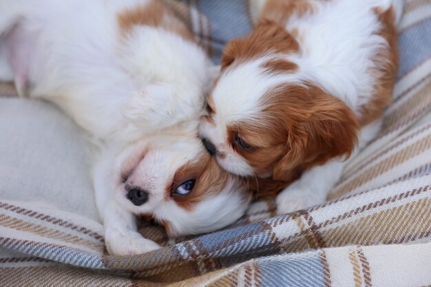 King Charles puppies spaniels on a blanket on the grass in the hot summer