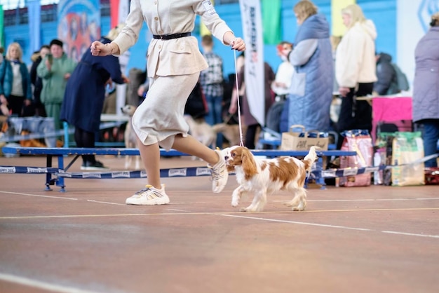 King Charles Spaniel runs next to a woman in the ring at a dog show