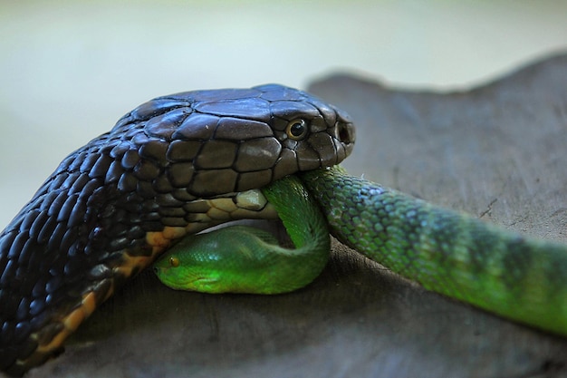 King cobra is biting a green tree viper which is equally\
venomous snake bite