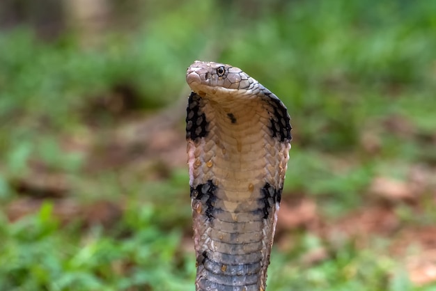 キングコブラ（Ophiophagus hannah）