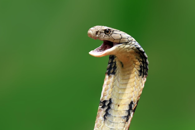 Голова змеи королевской кобры крупным планом, вид сбоку