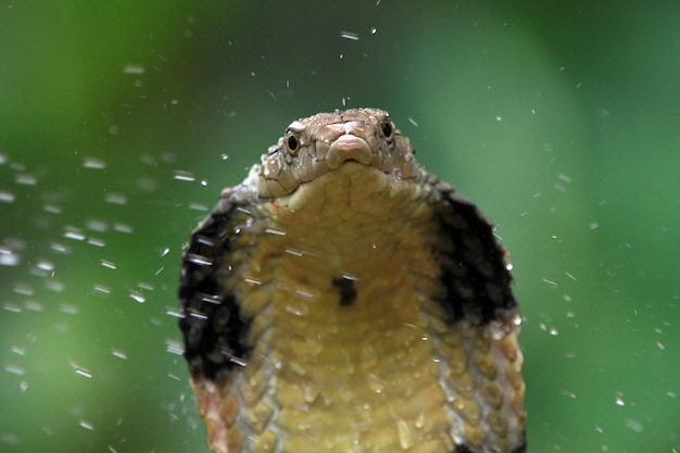 공격 준비가 된 킹 코브라 뱀