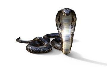 Snake 写真 11 000 高画質の無料ストックフォト