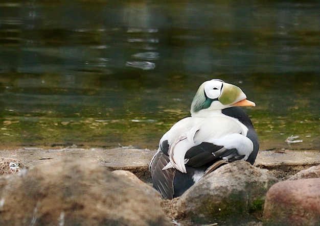 Photo king eider duck by lake