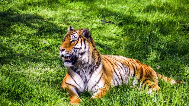 写真 ジャングルの王 タイガー