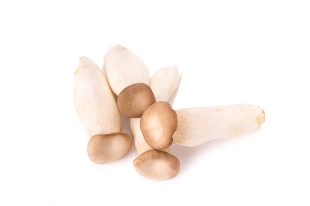 King Oyster mushroom (Eringi) on white backgroud