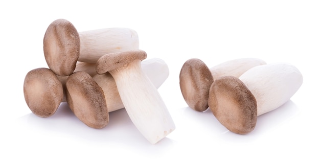 King oyster mushroom Pleurotus eryngii