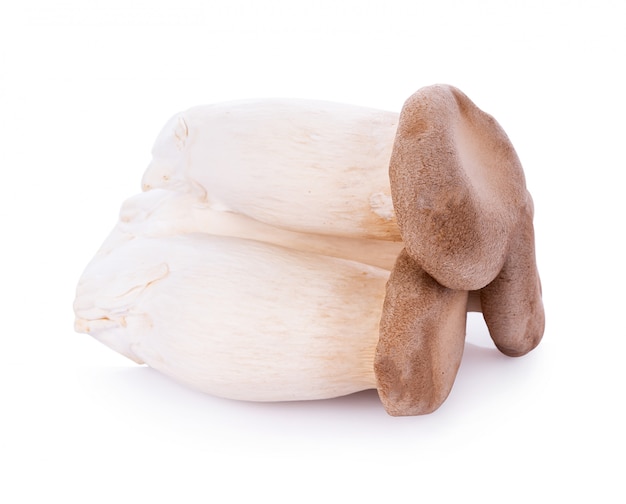 Королевский вешенка Pleurotus eryngii