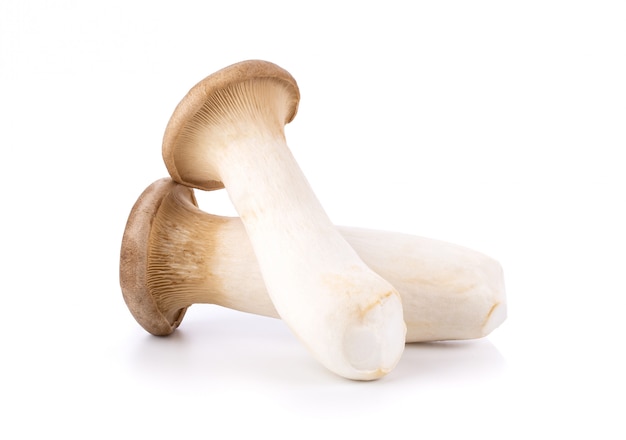 King oyster mushrooms isolated