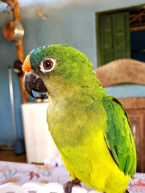 King parakeet