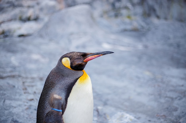 A king penguin in Asahiyama zoo, Asahikawa, Hokkaido, Japan.