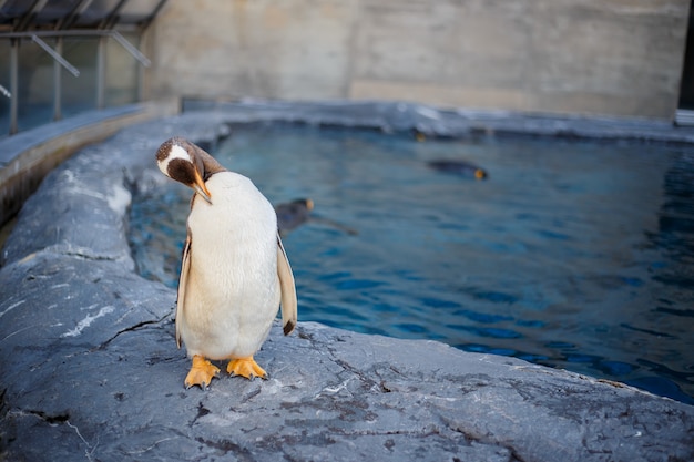 A king penguin in Asahiyama zoo, Asahikawa, Hokkaido, Japan.