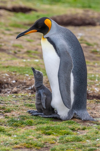 キング ペンギンとヒナ ボランティア ポイント フォークランド諸島