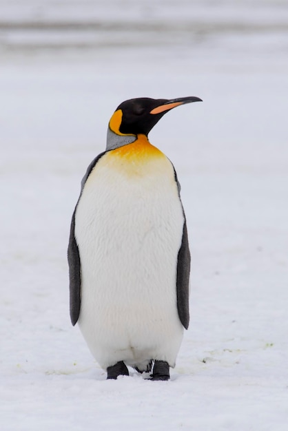 キングペンギンが南極大陸のサウスジョージア島にクローズアップ