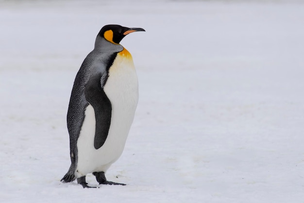 キングペンギンが南極大陸のサウスジョージア島にクローズアップ