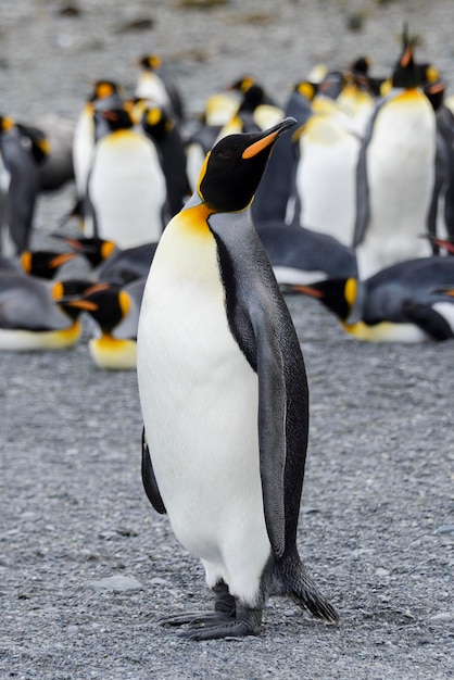 キングペンギンが南極大陸のサウスジョージア島にクローズアップ