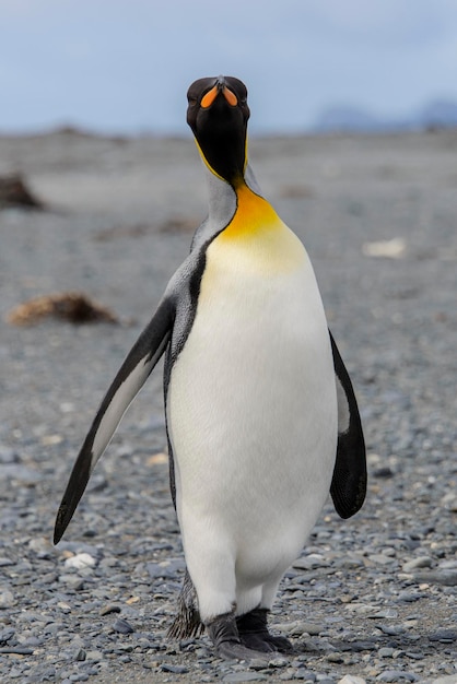 キングペンギンが南極大陸のサウスジョージア島にクローズアップ