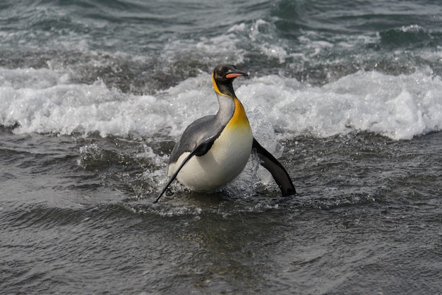 King penguin going from sea