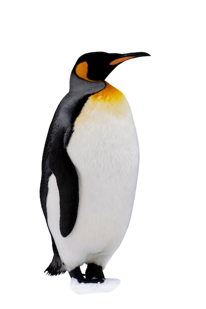 king penguin isolated on the white background