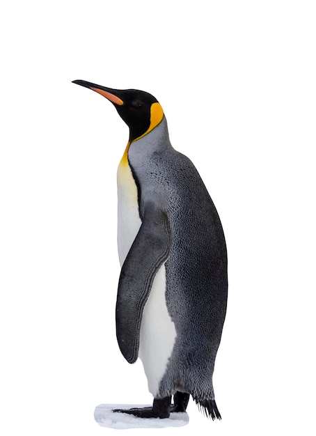 King penguin isolated on the white background