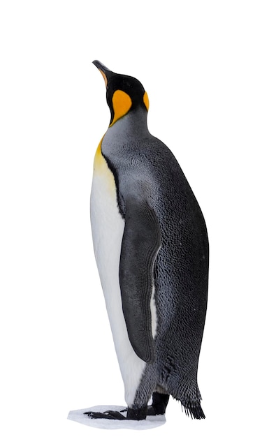 King penguin isolated on the white background