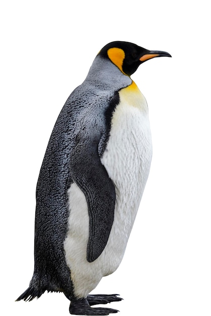 king penguin isolated on the white background